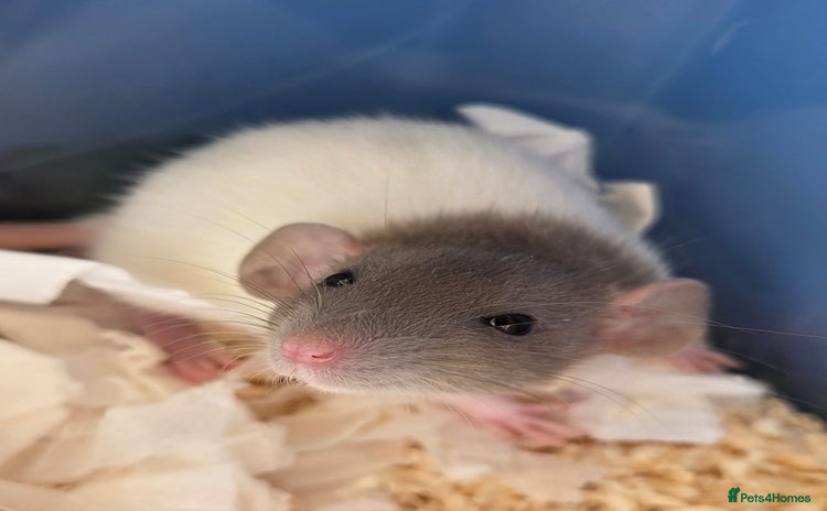 Rat rodents - Advert 2