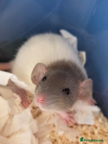 Rat rodents - Advert 2