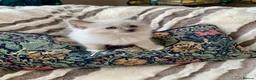 Ragdoll cats for sale: Gccf Anne Baker lines champion Ragdoll kittens  - Advert 12