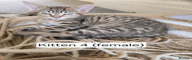 Domestic Shorthair 4