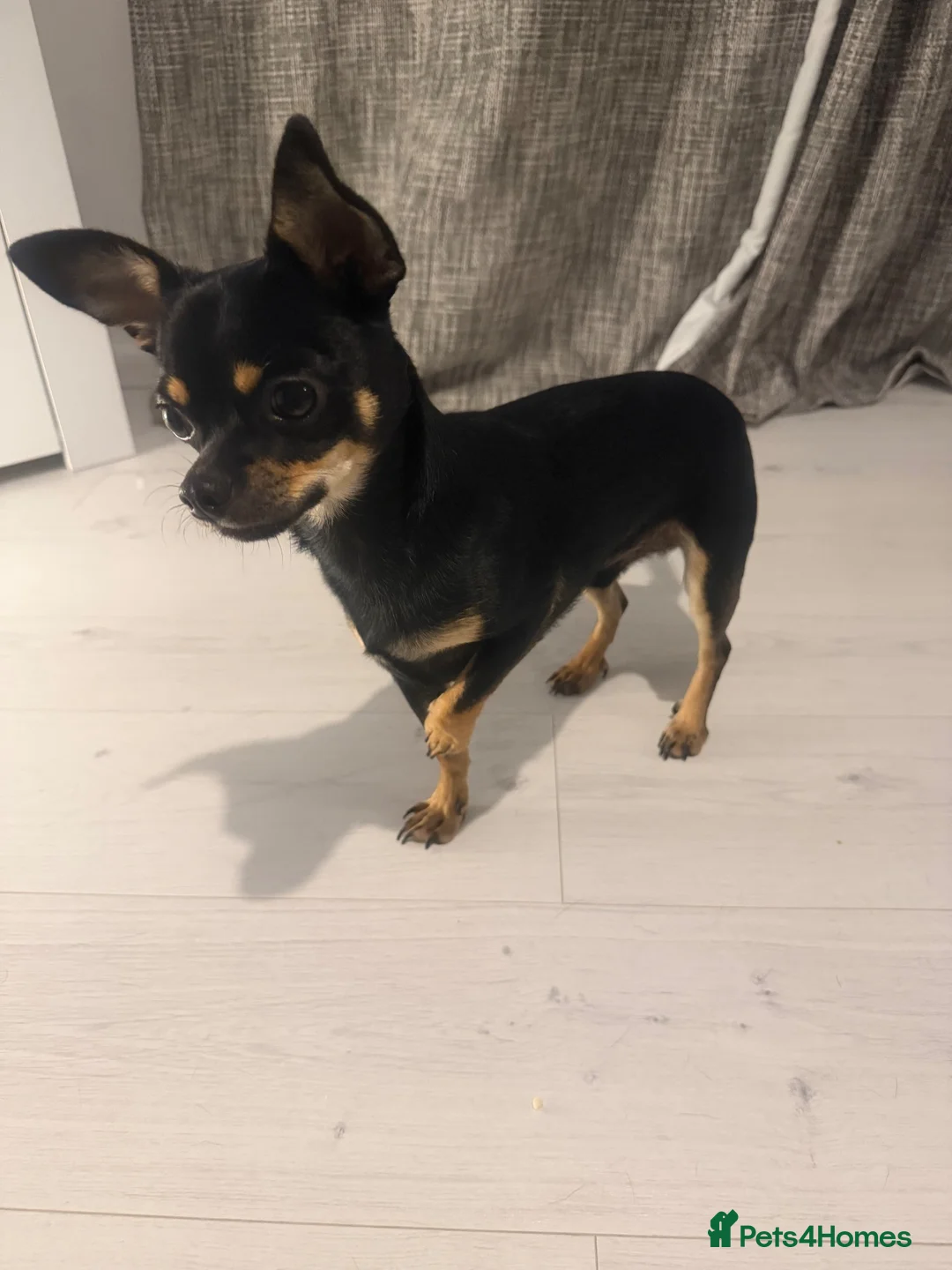Chihuahua dogs for sale: 11 month old male chihuahua  in Runcorn - Advert 4