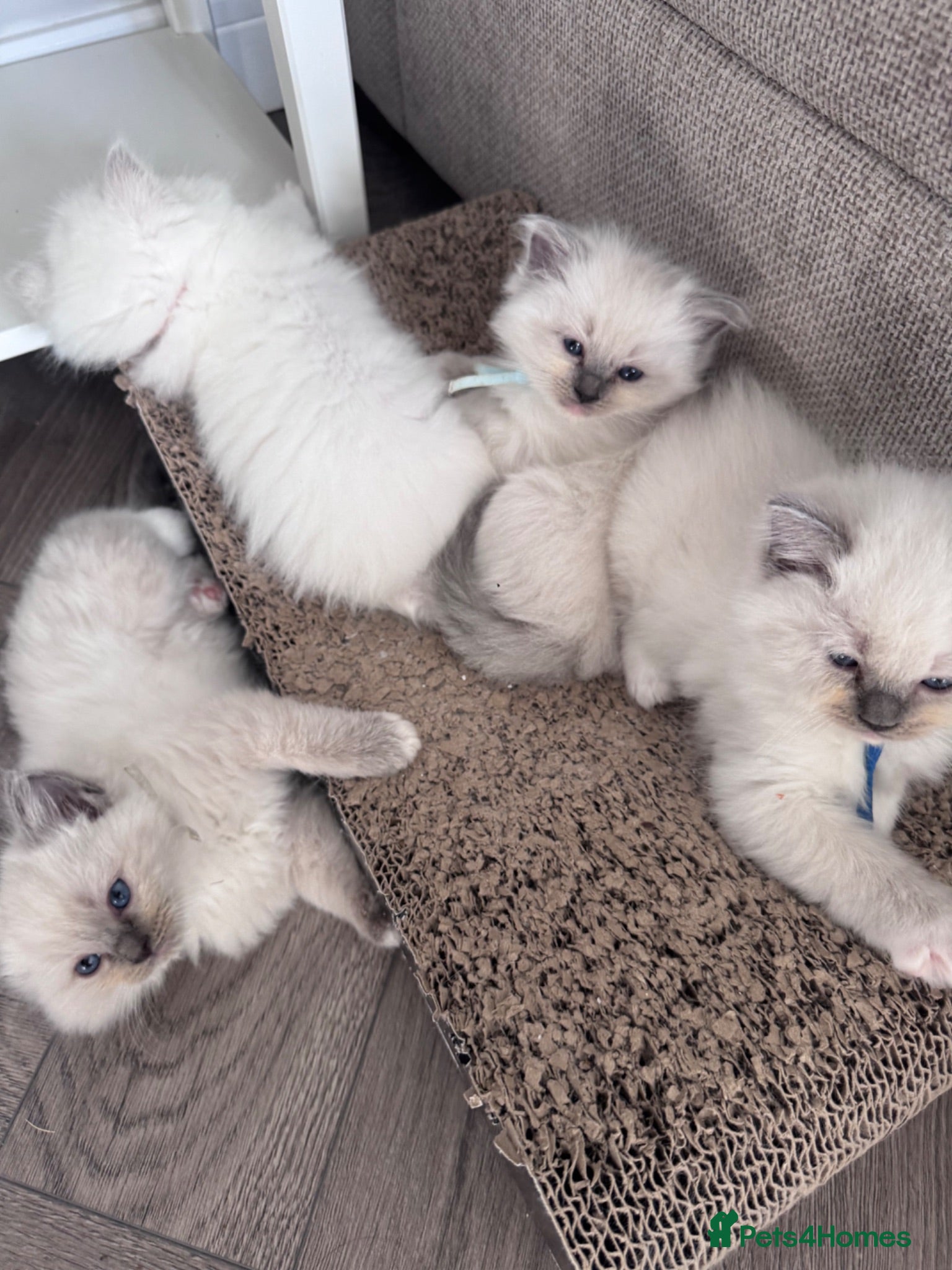 Ragdoll cats Stunning GCCF Registered Ragdoll Kitten - Advert 2