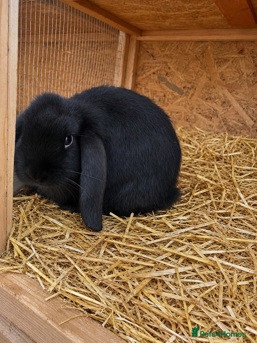 French Lop rabbits FRENCH LOP - REDUCED ✨ - Advert 21