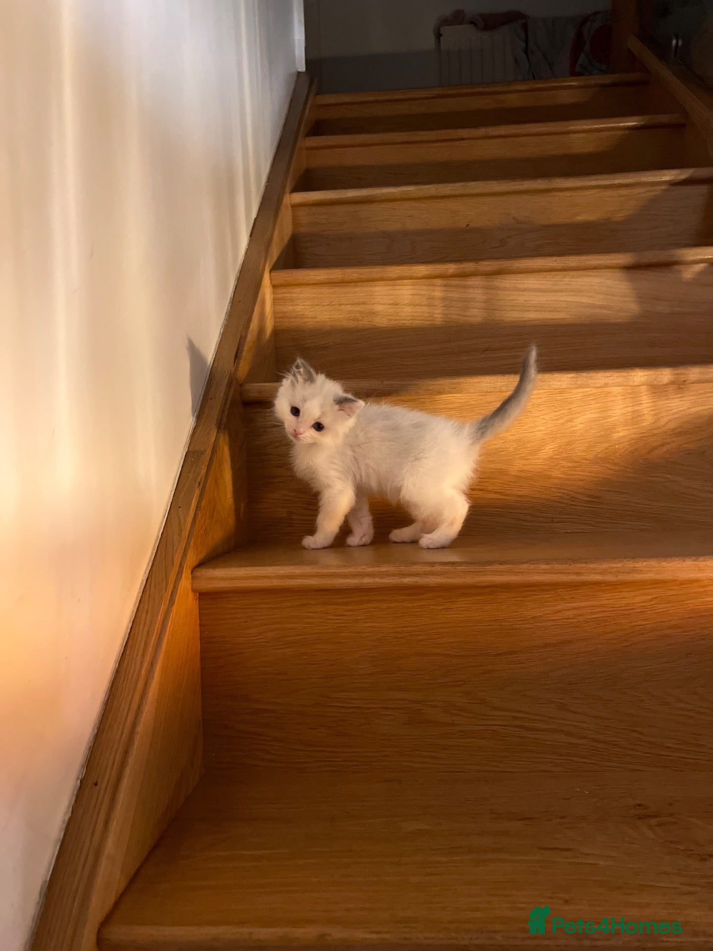 Ragdoll cats !!READY TO LEAVE!! ragdoll kittens - MALE - Advert 2