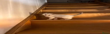 Ragdoll 3