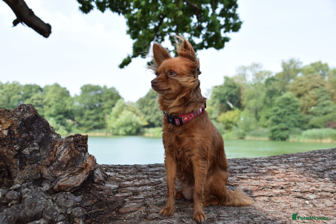 Chihuahua dogs for sale: One of a kind ChiPin Puppies - Image 10