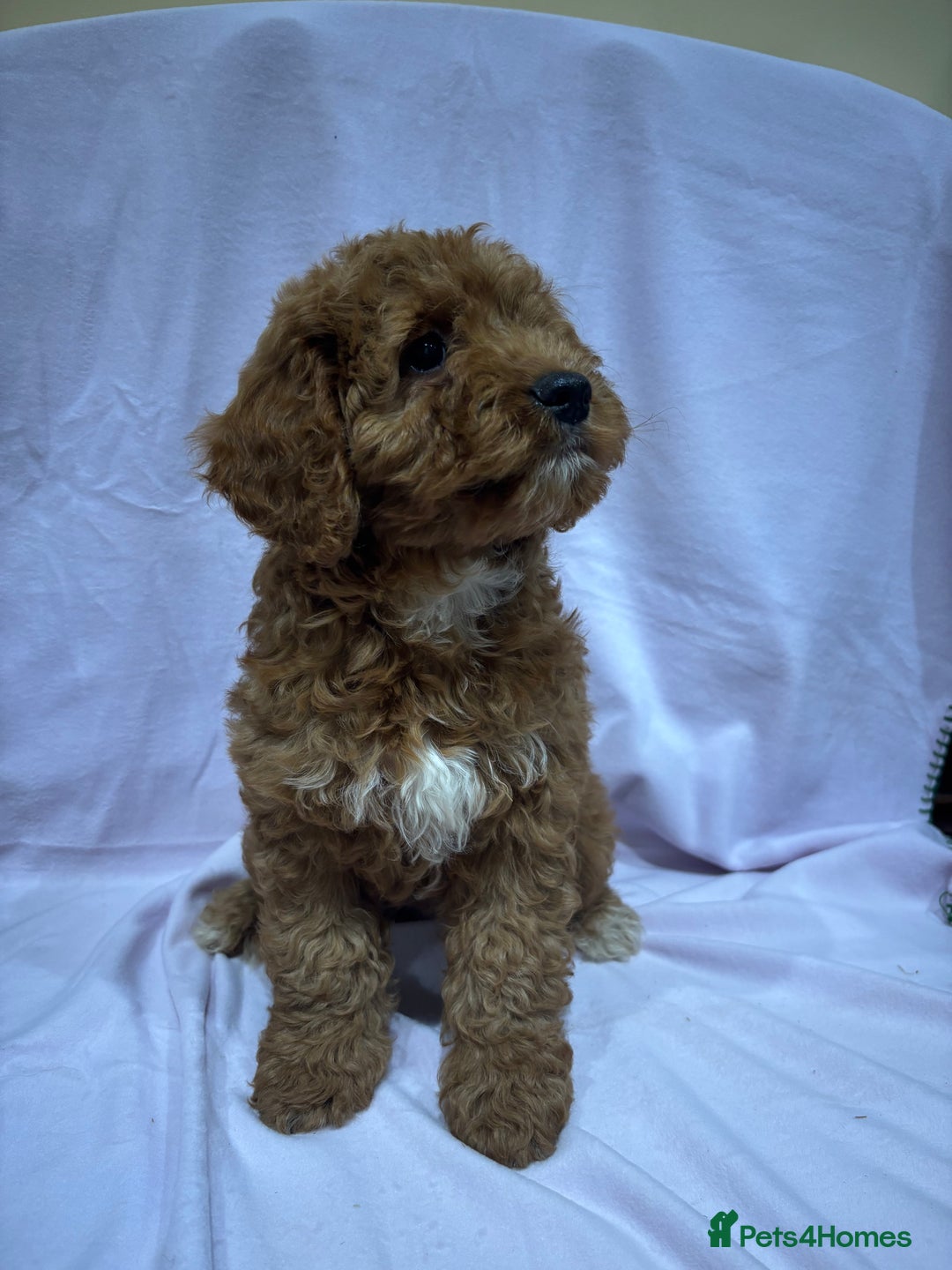 Cockapoo dogs for sale: FULLY HEALTH TESTED COCKERPOOS  - Advert 5