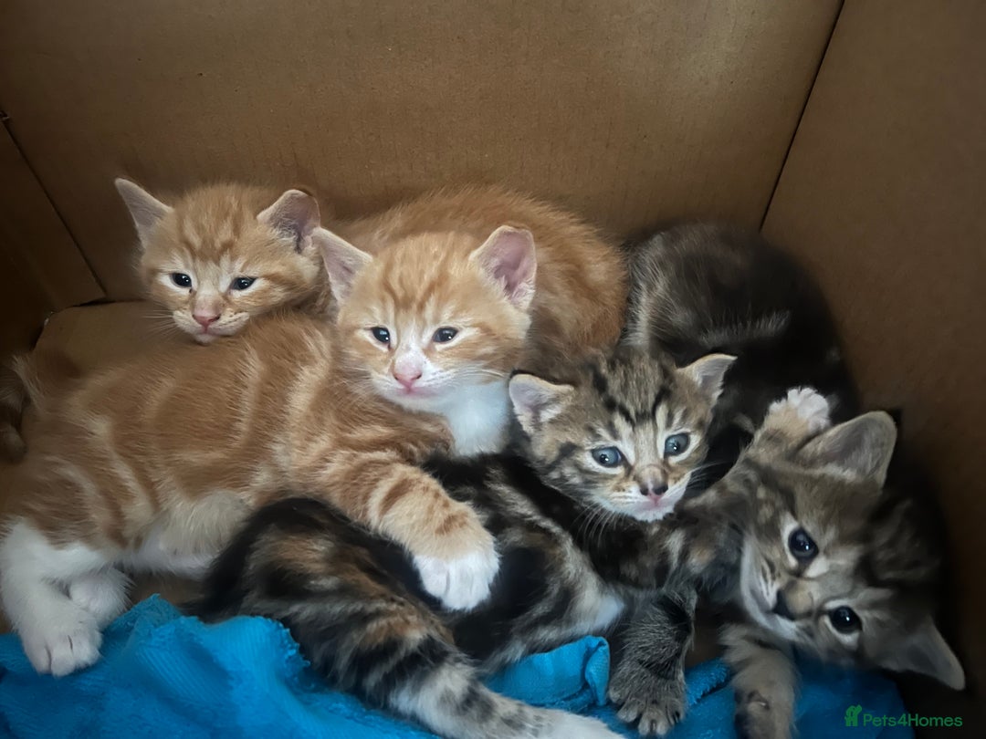 Mixed Breed cats for sale:  Beautiful Kittens for Sale – 2 Boys & 2 Girls 🐾 - Image 26