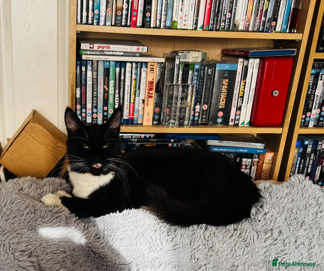 Maine Coon cats for sale: PEDIGREE MAINE COON KITTENS 3 boys/3girls - Advert 1