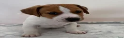 Jack Russell dogs for sale: Bred From Health Tested Parents - Advert 13