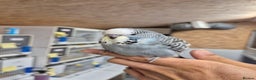 Budgerigars birds for sale: Auction Baby boy tamed - Advert 1