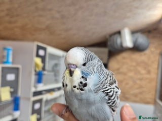 Budgerigars birds Auction Baby boy tamed - Advert 4