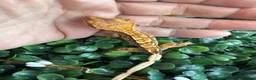 Gecko reptiles for sale: Crested Gecko - Advert 17