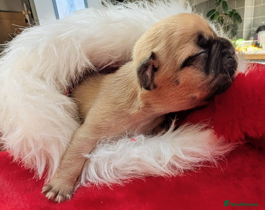 French Bulldog dogs for sale: Mixed (75%) French Bulldog Frenchie Puppies - Advert 11