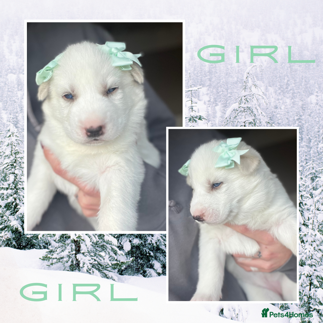 Siberian Husky dogs for sale: Beautiful Siberian Husky Puppies - Advert 4