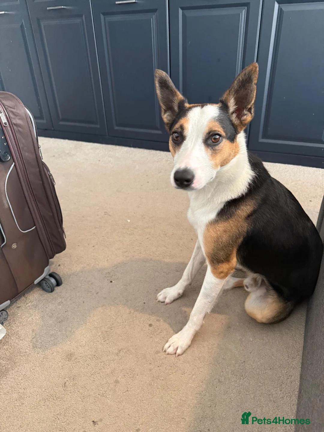 Border Collie dogs for sale: Mr Benji in Shrewsbury - Advert 1
