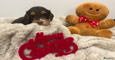 Cockapoo dogs LAST ONE REMAINING BLACK AND WHITE GIRL  - Advert 2