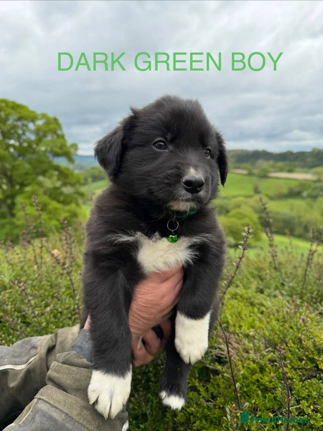 Mixed Breed dogs for sale: Border Collie Fluffy Puppies x Cocker Spaniel - Advert 29