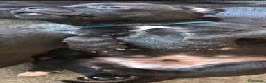 Staffordshire Bull Terrier 5