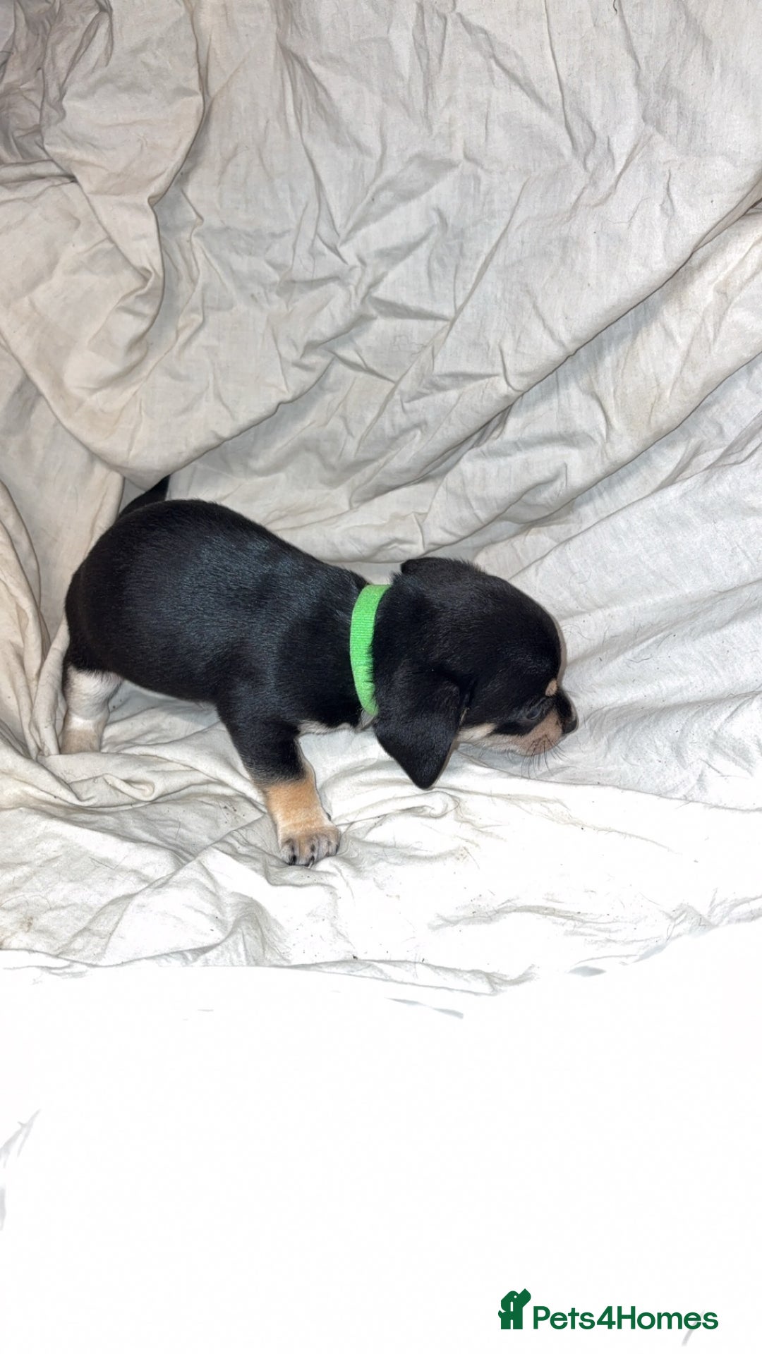 Mixed Breed dogs for sale: 🐶 Adorable Miniature Pinscher×Chihuahua Puppies - Advert 9