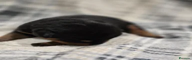 Rottweiler 1 Blue collar