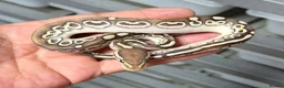 Python Snake reptiles for sale: Various royal pythons from £25 upwards  - Advert 3