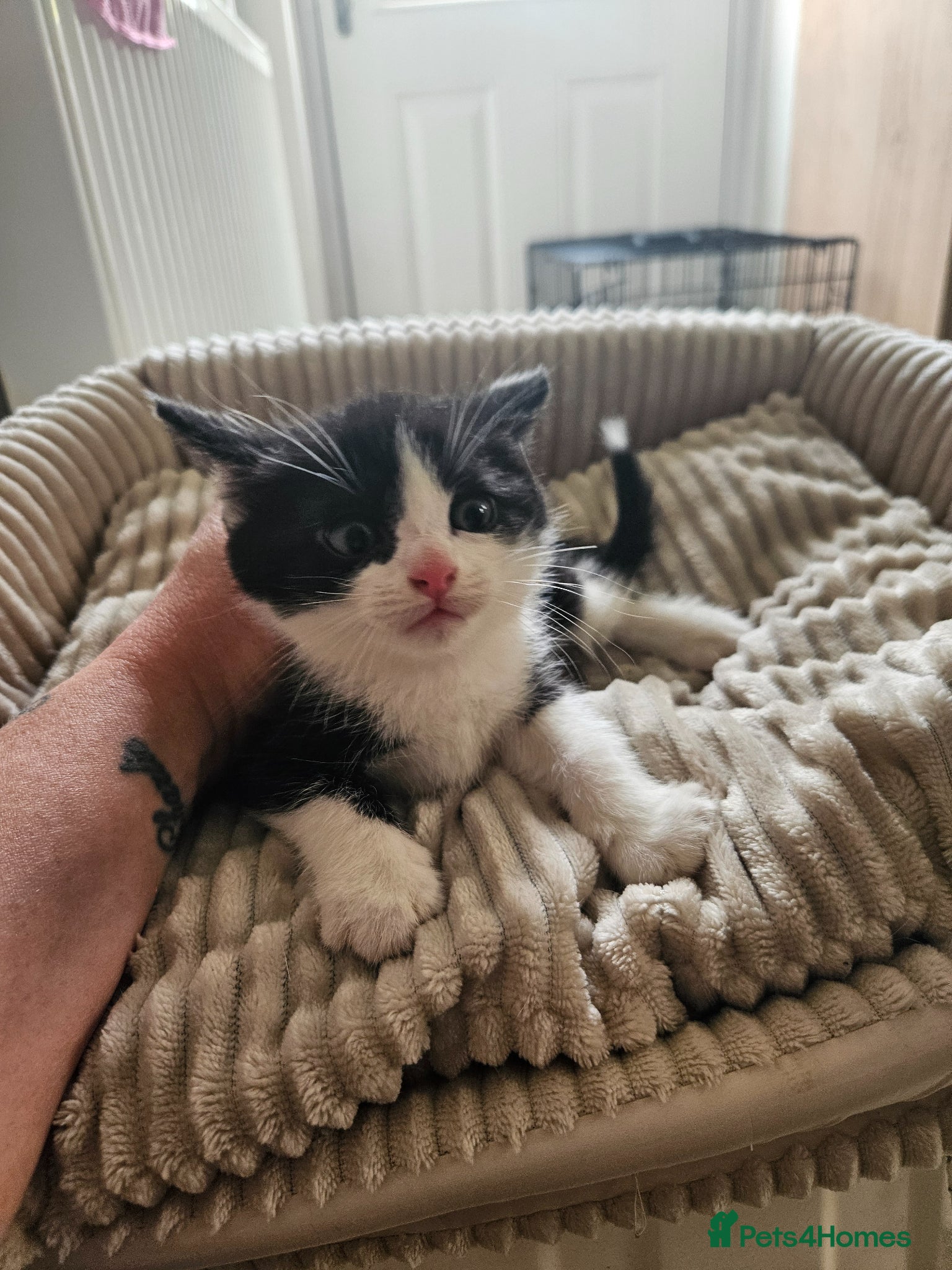 Mixed Breed cats Beautiful kittens for sale  - Advert 19