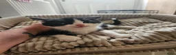 Mixed Breed cats for sale: Beautiful kittens for sale  - Advert 1