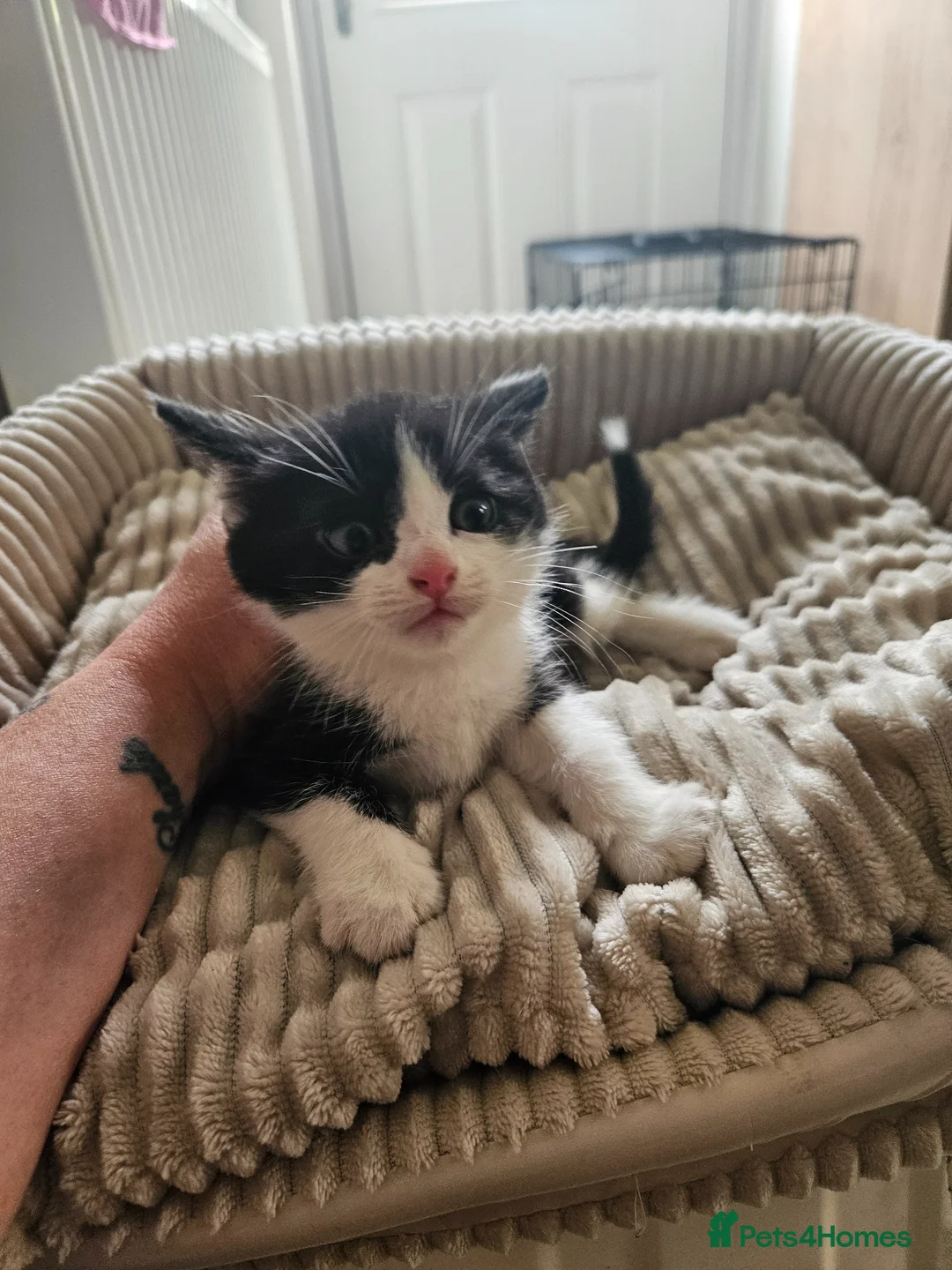 Mixed Breed cats for sale: Beautiful kittens for sale  - Advert 1