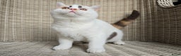 British Shorthair cats for sale: Stunning British Shorthair Kittens  - Advert 2