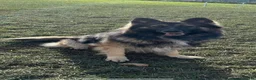 Sheprador dogs for sale: Amazing litter of sheprador puppies  - Advert 2