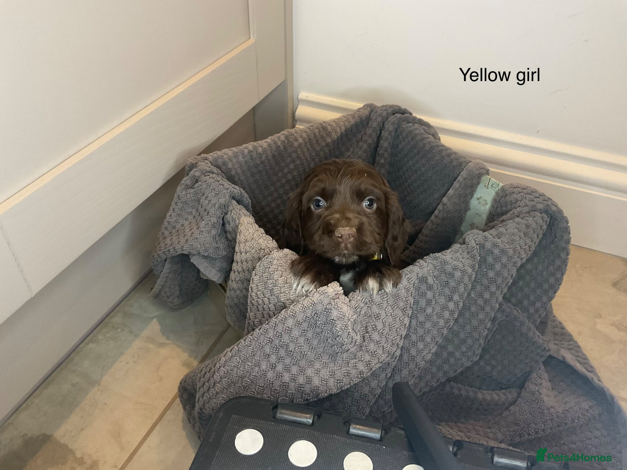 Cocker Spaniel dogs KC REG HEREDITARY CLEAR WORKING COCKER SPANIELS - Advert 2