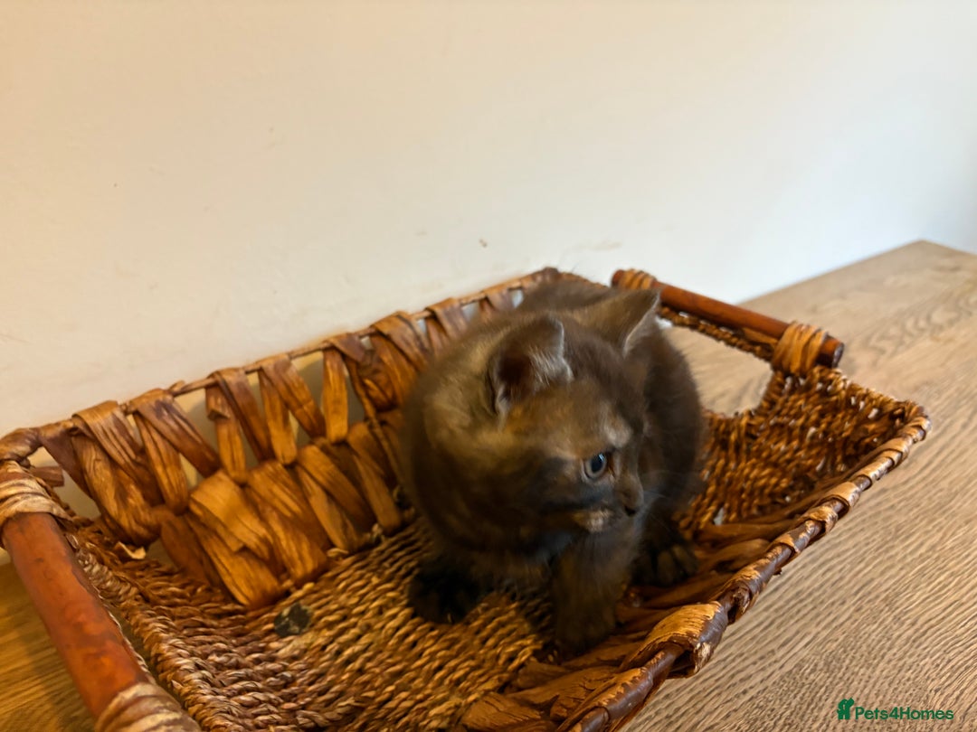 Maine Coon cats for sale: 🐾 Russian Maine Coon Kittens – TICA Registered 🐾 - Image 4