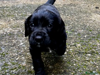 Cocker Spaniel dogs - Advert 2