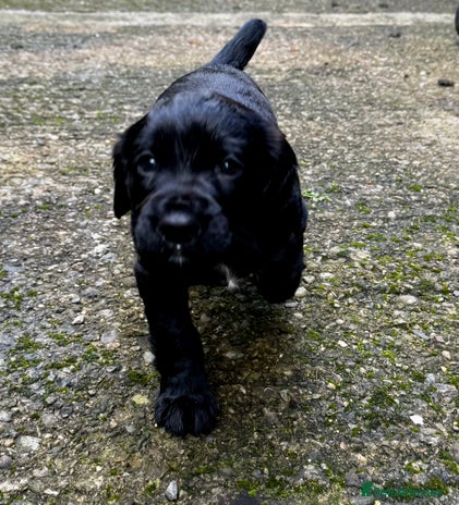 Cocker Spaniel dogs - Advert 10