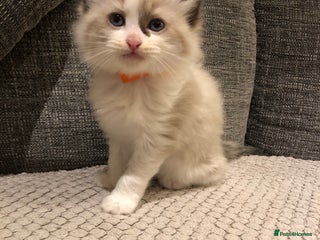 Ragdoll cats Beautiful Ragdoll kitties - Advert 6