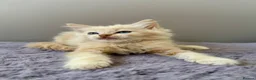 Ragdoll cats for sale: TICA registered cherubim ragdoll kittens - Advert 22