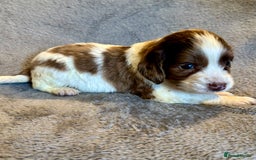 Sprocker dogs for sale: Merle and chocolate spaniels  - Image 7