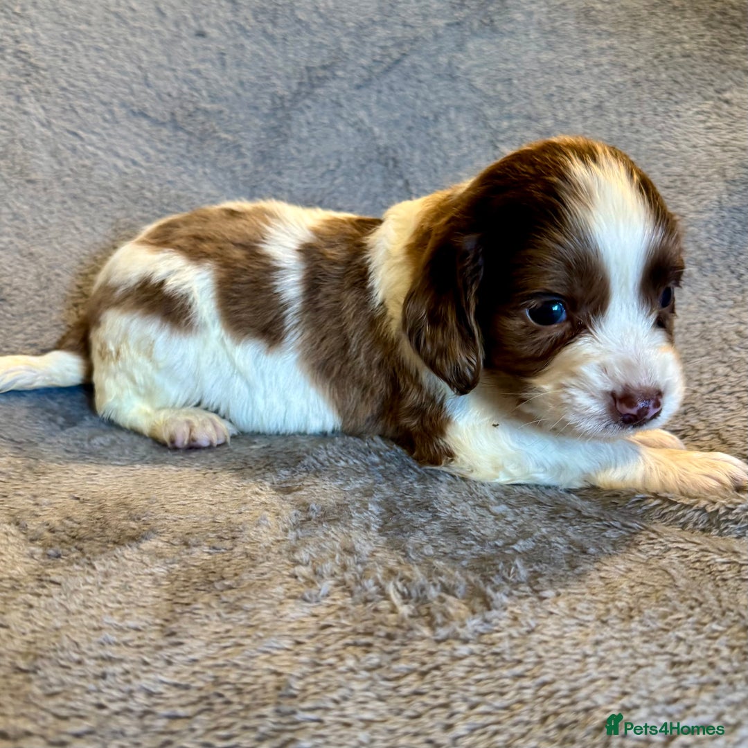 Sprocker dogs for sale: Merle and chocolate spaniels  - Image 7