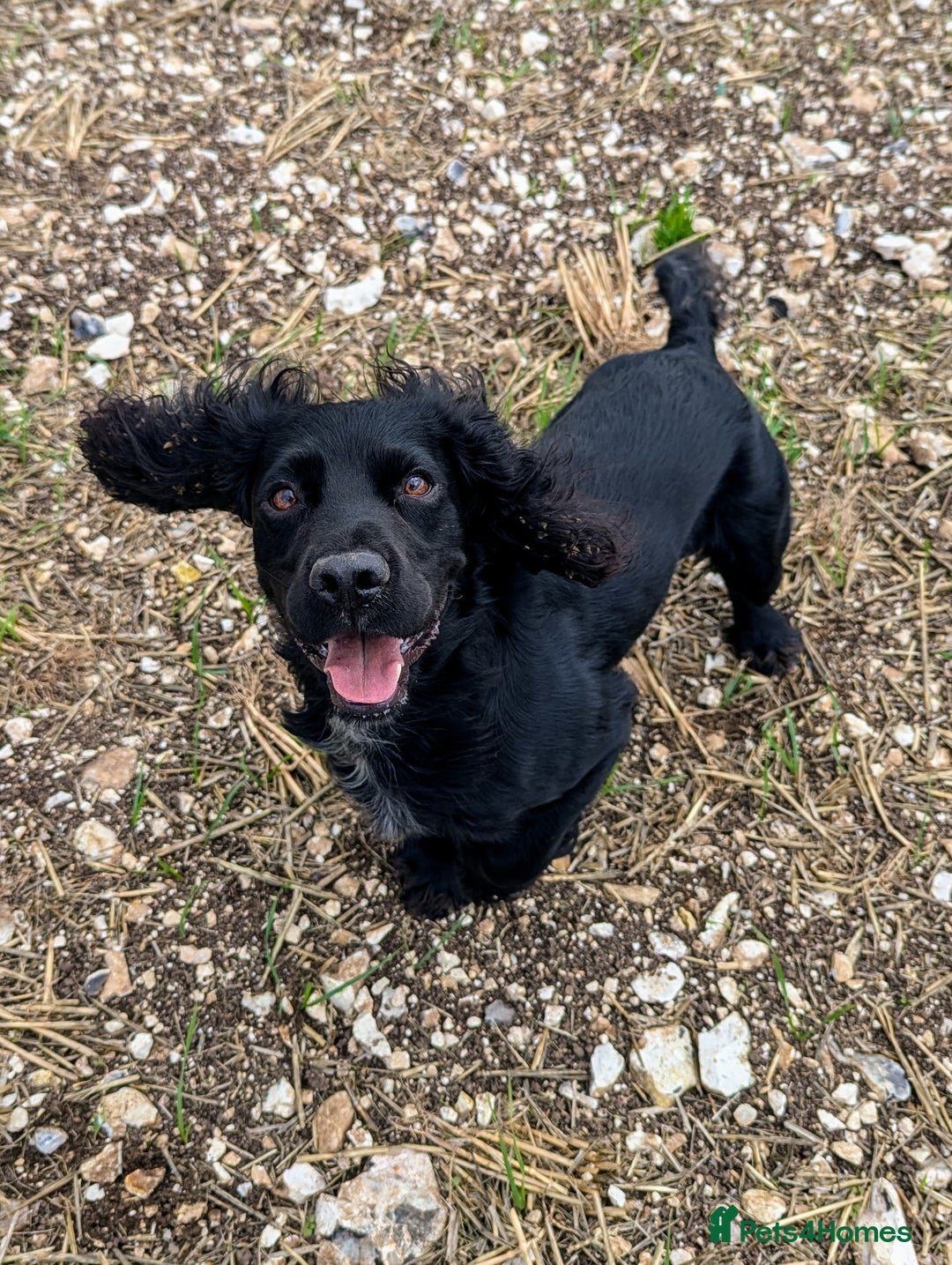 Mixed Breed dogs for sale: Stunning Puppies Ready to go 10 November - Image 21