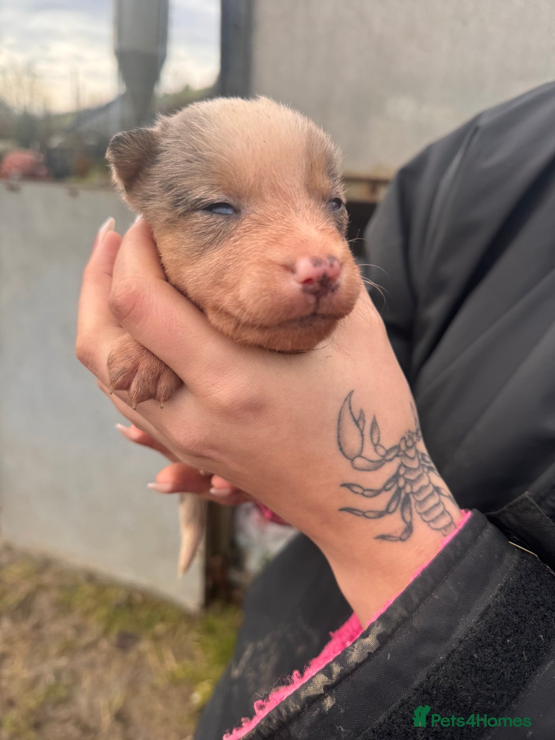 Border Collie dogs for sale: Blue merle collies - Advert 4