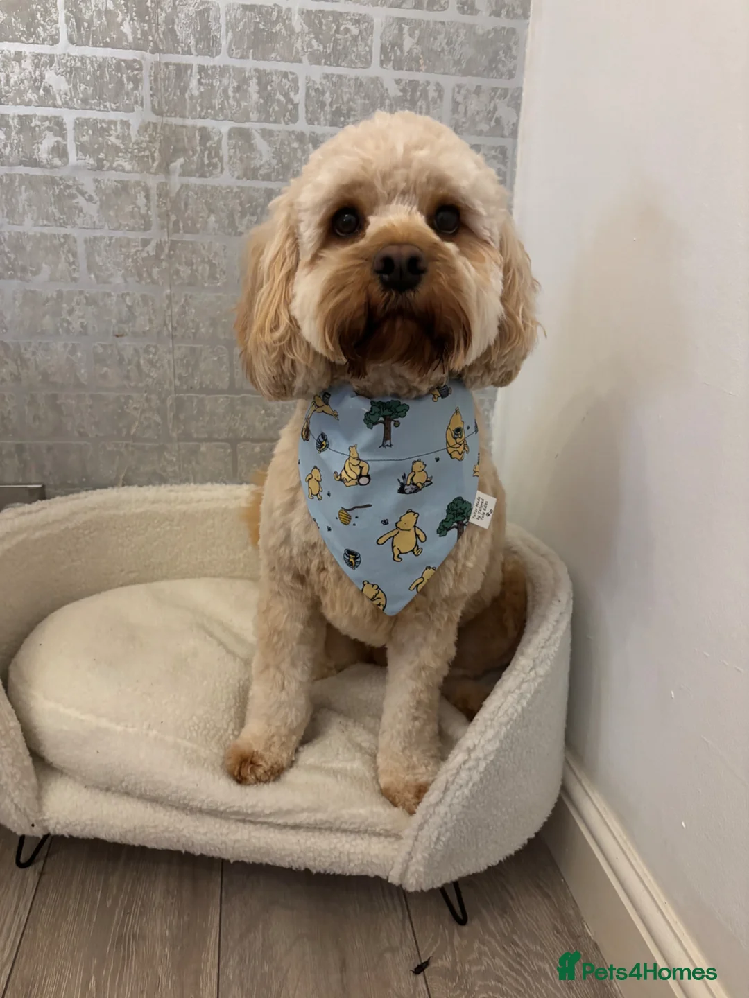 Cavapoo dogs for sale: Cavapoo for Sale  in Birmingham - Advert 1