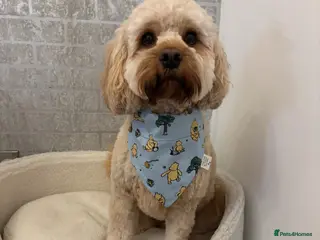 Cavapoo dogs Cavapoo for Sale - Advert 5