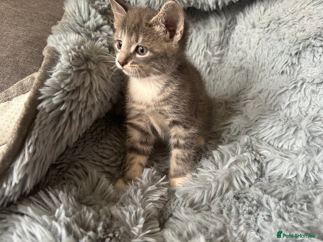 Mixed Breed cats for sale: 4 beautiful kittens for sale.  - Image 6