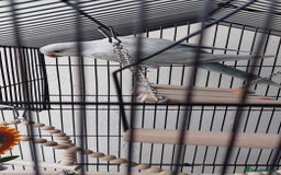Parrots birds for sale: RARE  Quaker Parrot White with light blue tail - Image 5
