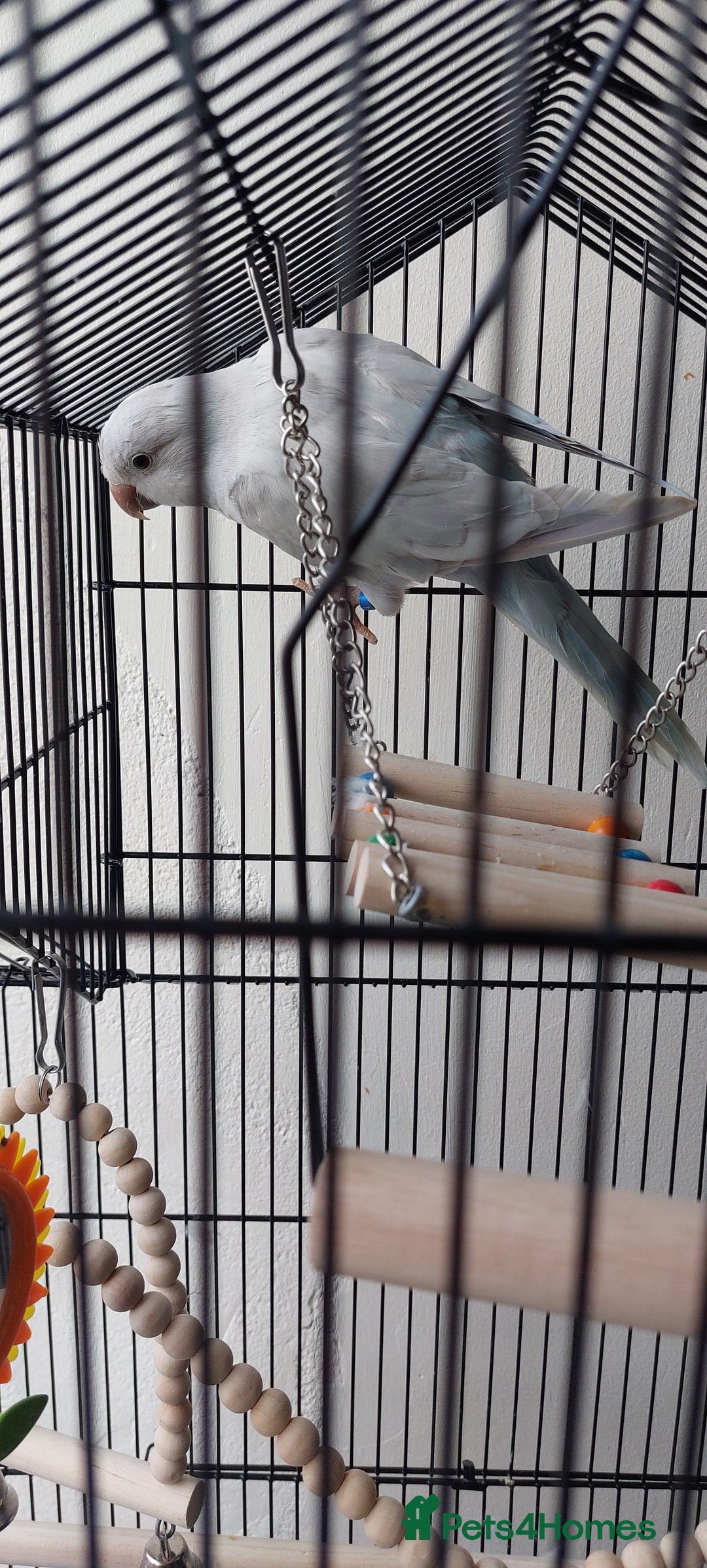 Parrots birds for sale: RARE  Quaker Parrot White with light blue tail - Image 5