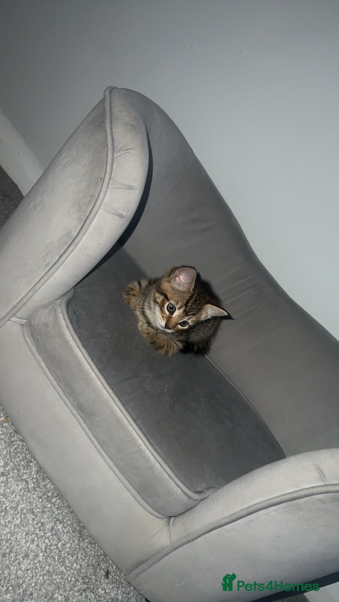 Mixed Breed cats for sale: Kittens  - Advert 24