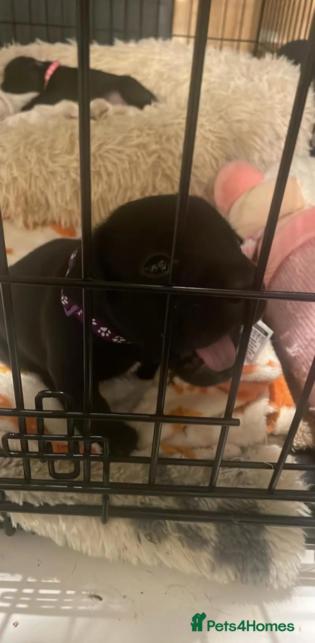 Mixed Breed dogs for sale: Puppies Available Soon - Advert 2