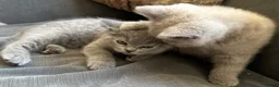 British Shorthair cats for sale: Pure pedigree British shorthair kittenS - Advert 5