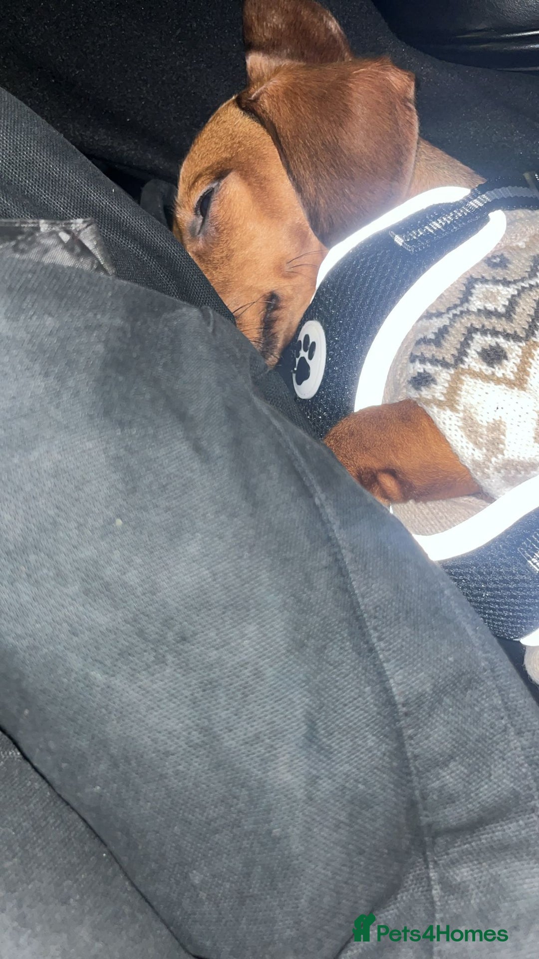 Miniature Dachshund dogs for sale: Miniature Dachshund Looking for a Forever Home - Advert 2